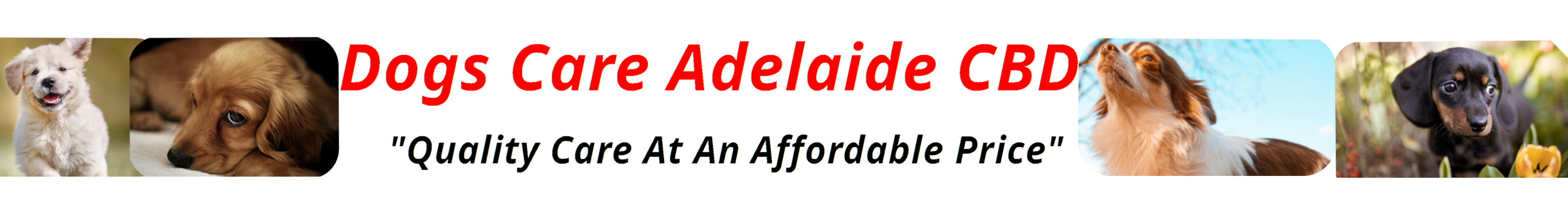 Dog Care Adelaide CBD Header Image